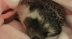 Jak přilákat ježky na zahradní pozemek